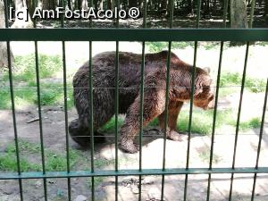 [P43] <strong>Grădina zoo Tîrgu Mureş</strong> » foto by ⭐ValentinB_88⭐
 - 
<span class="allrVoted glyphicon glyphicon-heart hidden" id="av1235269"></span>
<a class="m-l-10 hidden" id="sv1235269" onclick="voting_Foto_DelVot(,1235269,17687)" role="button">șterge vot <span class="glyphicon glyphicon-remove"></span></a>
<a id="v91235269" class=" c-red"  onclick="voting_Foto_SetVot(1235269)" role="button"><span class="glyphicon glyphicon-heart-empty"></span> <b>LIKE</b> = Votează poza</a> <img class="hidden"  id="f1235269W9" src="/imagini/loader.gif" border="0" /><span class="AjErrMes hidden" id="e1235269ErM"></span>