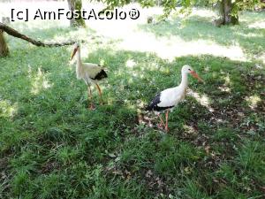 [P51] <strong>Grădina zoo Tîrgu Mureş</strong> » foto by ⭐ValentinB_88⭐
 - 
<span class="allrVoted glyphicon glyphicon-heart hidden" id="av1235277"></span>
<a class="m-l-10 hidden" id="sv1235277" onclick="voting_Foto_DelVot(,1235277,17687)" role="button">șterge vot <span class="glyphicon glyphicon-remove"></span></a>
<a id="v91235277" class=" c-red"  onclick="voting_Foto_SetVot(1235277)" role="button"><span class="glyphicon glyphicon-heart-empty"></span> <b>LIKE</b> = Votează poza</a> <img class="hidden"  id="f1235277W9" src="/imagini/loader.gif" border="0" /><span class="AjErrMes hidden" id="e1235277ErM"></span>