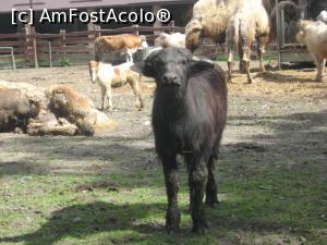 [P13] Ce ziceti, nu serviti o corrida? » foto by dorgo
 - 
<span class="allrVoted glyphicon glyphicon-heart hidden" id="av1226927"></span>
<a class="m-l-10 hidden" id="sv1226927" onclick="voting_Foto_DelVot(,1226927,17687)" role="button">șterge vot <span class="glyphicon glyphicon-remove"></span></a>
<a id="v91226927" class=" c-red"  onclick="voting_Foto_SetVot(1226927)" role="button"><span class="glyphicon glyphicon-heart-empty"></span> <b>LIKE</b> = Votează poza</a> <img class="hidden"  id="f1226927W9" src="/imagini/loader.gif" border="0" /><span class="AjErrMes hidden" id="e1226927ErM"></span>