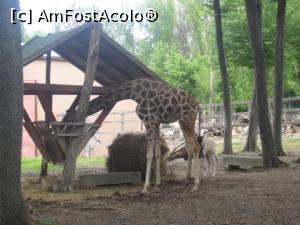 [P02] Girafa Gina in luna mai 2020 » foto by dorgo
 - 
<span class="allrVoted glyphicon glyphicon-heart hidden" id="av1226916"></span>
<a class="m-l-10 hidden" id="sv1226916" onclick="voting_Foto_DelVot(,1226916,17687)" role="button">șterge vot <span class="glyphicon glyphicon-remove"></span></a>
<a id="v91226916" class=" c-red"  onclick="voting_Foto_SetVot(1226916)" role="button"><span class="glyphicon glyphicon-heart-empty"></span> <b>LIKE</b> = Votează poza</a> <img class="hidden"  id="f1226916W9" src="/imagini/loader.gif" border="0" /><span class="AjErrMes hidden" id="e1226916ErM"></span>