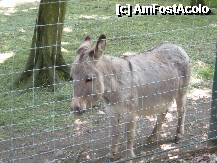 [P18] Iata-l si blandul animal care l-a purtat pe Sancho Panza in faimoasele sale aventuri, alaturi de Don Chichote de la Mancha, prin tara castelelor de nisip... » foto by dorgo
 - 
<span class="allrVoted glyphicon glyphicon-heart hidden" id="av202958"></span>
<a class="m-l-10 hidden" id="sv202958" onclick="voting_Foto_DelVot(,202958,17687)" role="button">șterge vot <span class="glyphicon glyphicon-remove"></span></a>
<a id="v9202958" class=" c-red"  onclick="voting_Foto_SetVot(202958)" role="button"><span class="glyphicon glyphicon-heart-empty"></span> <b>LIKE</b> = Votează poza</a> <img class="hidden"  id="f202958W9" src="/imagini/loader.gif" border="0" /><span class="AjErrMes hidden" id="e202958ErM"></span>