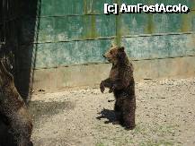 [P19] Iata-l si pe prietenul lui Mowgli, ursul Baloo, ridicat in doua picioare si asteptand sa-i pice cate o bucata de banana malaiata... » foto by dorgo
 - 
<span class="allrVoted glyphicon glyphicon-heart hidden" id="av202959"></span>
<a class="m-l-10 hidden" id="sv202959" onclick="voting_Foto_DelVot(,202959,17687)" role="button">șterge vot <span class="glyphicon glyphicon-remove"></span></a>
<a id="v9202959" class=" c-red"  onclick="voting_Foto_SetVot(202959)" role="button"><span class="glyphicon glyphicon-heart-empty"></span> <b>LIKE</b> = Votează poza</a> <img class="hidden"  id="f202959W9" src="/imagini/loader.gif" border="0" /><span class="AjErrMes hidden" id="e202959ErM"></span>