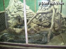 [P32] Aici,am asistat la hranirea unui sarpe 'anaconda', cu un pui de gaina...sarpele si-a dizlocat un maxilar si-a inghitit puiul pe de-antregul, apoi prin miscari sinusoidale, l-a atras spre interiorul lungului sau tub digestiv... » foto by dorgo
 - 
<span class="allrVoted glyphicon glyphicon-heart hidden" id="av203076"></span>
<a class="m-l-10 hidden" id="sv203076" onclick="voting_Foto_DelVot(,203076,17687)" role="button">șterge vot <span class="glyphicon glyphicon-remove"></span></a>
<a id="v9203076" class=" c-red"  onclick="voting_Foto_SetVot(203076)" role="button"><span class="glyphicon glyphicon-heart-empty"></span> <b>LIKE</b> = Votează poza</a> <img class="hidden"  id="f203076W9" src="/imagini/loader.gif" border="0" /><span class="AjErrMes hidden" id="e203076ErM"></span>