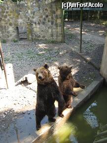 [P33] La Zoo Tg.Mures,ursii au invatat sa mearga in doua picioare » foto by dorgo
 - 
<span class="allrVoted glyphicon glyphicon-heart hidden" id="av203077"></span>
<a class="m-l-10 hidden" id="sv203077" onclick="voting_Foto_DelVot(,203077,17687)" role="button">șterge vot <span class="glyphicon glyphicon-remove"></span></a>
<a id="v9203077" class=" c-red"  onclick="voting_Foto_SetVot(203077)" role="button"><span class="glyphicon glyphicon-heart-empty"></span> <b>LIKE</b> = Votează poza</a> <img class="hidden"  id="f203077W9" src="/imagini/loader.gif" border="0" /><span class="AjErrMes hidden" id="e203077ErM"></span>
