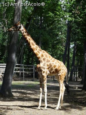 [P10] Girafa din Târgu Mureș. » foto by tata123 🔱
 - 
<span class="allrVoted glyphicon glyphicon-heart hidden" id="av1186848"></span>
<a class="m-l-10 hidden" id="sv1186848" onclick="voting_Foto_DelVot(,1186848,17687)" role="button">șterge vot <span class="glyphicon glyphicon-remove"></span></a>
<a id="v91186848" class=" c-red"  onclick="voting_Foto_SetVot(1186848)" role="button"><span class="glyphicon glyphicon-heart-empty"></span> <b>LIKE</b> = Votează poza</a> <img class="hidden"  id="f1186848W9" src="/imagini/loader.gif" border="0" /><span class="AjErrMes hidden" id="e1186848ErM"></span>