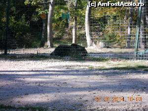 [P05] prin rezervatia de ursi de la Zarnesti » foto by zlatna
 - 
<span class="allrVoted glyphicon glyphicon-heart hidden" id="av565990"></span>
<a class="m-l-10 hidden" id="sv565990" onclick="voting_Foto_DelVot(,565990,17778)" role="button">șterge vot <span class="glyphicon glyphicon-remove"></span></a>
<a id="v9565990" class=" c-red"  onclick="voting_Foto_SetVot(565990)" role="button"><span class="glyphicon glyphicon-heart-empty"></span> <b>LIKE</b> = Votează poza</a> <img class="hidden"  id="f565990W9" src="/imagini/loader.gif" border="0" /><span class="AjErrMes hidden" id="e565990ErM"></span>