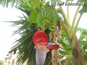 [P06] Culorile insulei » foto by dorgo
 - 
<span class="allrVoted glyphicon glyphicon-heart hidden" id="av368964"></span>
<a class="m-l-10 hidden" id="sv368964" onclick="voting_Foto_DelVot(,368964,17783)" role="button">șterge vot <span class="glyphicon glyphicon-remove"></span></a>
<a id="v9368964" class=" c-red"  onclick="voting_Foto_SetVot(368964)" role="button"><span class="glyphicon glyphicon-heart-empty"></span> <b>LIKE</b> = Votează poza</a> <img class="hidden"  id="f368964W9" src="/imagini/loader.gif" border="0" /><span class="AjErrMes hidden" id="e368964ErM"></span>
