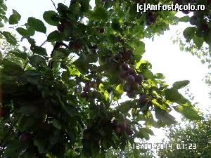[P16] Prune în bătaia soarelui de dimineață » foto by Alina53
 - 
<span class="allrVoted glyphicon glyphicon-heart hidden" id="av581330"></span>
<a class="m-l-10 hidden" id="sv581330" onclick="voting_Foto_DelVot(,581330,17814)" role="button">șterge vot <span class="glyphicon glyphicon-remove"></span></a>
<a id="v9581330" class=" c-red"  onclick="voting_Foto_SetVot(581330)" role="button"><span class="glyphicon glyphicon-heart-empty"></span> <b>LIKE</b> = Votează poza</a> <img class="hidden"  id="f581330W9" src="/imagini/loader.gif" border="0" /><span class="AjErrMes hidden" id="e581330ErM"></span>