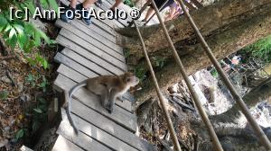 [P33] Monkey Trail - maimute » foto by elenaadina
 - 
<span class="allrVoted glyphicon glyphicon-heart hidden" id="av1524865"></span>
<a class="m-l-10 hidden" id="sv1524865" onclick="voting_Foto_DelVot(,1524865,17822)" role="button">șterge vot <span class="glyphicon glyphicon-remove"></span></a>
<a id="v91524865" class=" c-red"  onclick="voting_Foto_SetVot(1524865)" role="button"><span class="glyphicon glyphicon-heart-empty"></span> <b>LIKE</b> = Votează poza</a> <img class="hidden"  id="f1524865W9" src="/imagini/loader.gif" border="0" /><span class="AjErrMes hidden" id="e1524865ErM"></span>