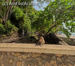 [P47] Monkey Trail - maimute » foto by elenaadina
 - 
<span class="allrVoted glyphicon glyphicon-heart hidden" id="av1524879"></span>
<a class="m-l-10 hidden" id="sv1524879" onclick="voting_Foto_DelVot(,1524879,17822)" role="button">șterge vot <span class="glyphicon glyphicon-remove"></span></a>
<a id="v91524879" class=" c-red"  onclick="voting_Foto_SetVot(1524879)" role="button"><span class="glyphicon glyphicon-heart-empty"></span> <b>LIKE</b> = Votează poza</a> <img class="hidden"  id="f1524879W9" src="/imagini/loader.gif" border="0" /><span class="AjErrMes hidden" id="e1524879ErM"></span>