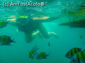[P01] Snorkeling in cadrul excursiei 4 islands » foto by cami1212
 - 
<span class="allrVoted glyphicon glyphicon-heart hidden" id="av917224"></span>
<a class="m-l-10 hidden" id="sv917224" onclick="voting_Foto_DelVot(,917224,17822)" role="button">șterge vot <span class="glyphicon glyphicon-remove"></span></a>
<a id="v9917224" class=" c-red"  onclick="voting_Foto_SetVot(917224)" role="button"><span class="glyphicon glyphicon-heart-empty"></span> <b>LIKE</b> = Votează poza</a> <img class="hidden"  id="f917224W9" src="/imagini/loader.gif" border="0" /><span class="AjErrMes hidden" id="e917224ErM"></span>