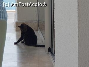 [P54] ORKA din pădurea de pini - cu pisica la patiserie » foto by nicole33
 - 
<span class="allrVoted glyphicon glyphicon-heart hidden" id="av1220503"></span>
<a class="m-l-10 hidden" id="sv1220503" onclick="voting_Foto_DelVot(,1220503,17920)" role="button">șterge vot <span class="glyphicon glyphicon-remove"></span></a>
<a id="v91220503" class=" c-red"  onclick="voting_Foto_SetVot(1220503)" role="button"><span class="glyphicon glyphicon-heart-empty"></span> <b>LIKE</b> = Votează poza</a> <img class="hidden"  id="f1220503W9" src="/imagini/loader.gif" border="0" /><span class="AjErrMes hidden" id="e1220503ErM"></span>