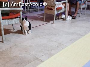 [P58] ORKA din pădurea de pini - pe terasa restaurantului » foto by nicole33
 - 
<span class="allrVoted glyphicon glyphicon-heart hidden" id="av1220507"></span>
<a class="m-l-10 hidden" id="sv1220507" onclick="voting_Foto_DelVot(,1220507,17920)" role="button">șterge vot <span class="glyphicon glyphicon-remove"></span></a>
<a id="v91220507" class=" c-red"  onclick="voting_Foto_SetVot(1220507)" role="button"><span class="glyphicon glyphicon-heart-empty"></span> <b>LIKE</b> = Votează poza</a> <img class="hidden"  id="f1220507W9" src="/imagini/loader.gif" border="0" /><span class="AjErrMes hidden" id="e1220507ErM"></span>