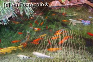 [P42] Koi pound. La orientalii orientali, bazinul cu acesti pesti poarta noroc in afaceri.  » foto by Millana
 - 
<span class="allrVoted glyphicon glyphicon-heart hidden" id="av805683"></span>
<a class="m-l-10 hidden" id="sv805683" onclick="voting_Foto_DelVot(,805683,17929)" role="button">șterge vot <span class="glyphicon glyphicon-remove"></span></a>
<a id="v9805683" class=" c-red"  onclick="voting_Foto_SetVot(805683)" role="button"><span class="glyphicon glyphicon-heart-empty"></span> <b>LIKE</b> = Votează poza</a> <img class="hidden"  id="f805683W9" src="/imagini/loader.gif" border="0" /><span class="AjErrMes hidden" id="e805683ErM"></span>
