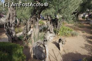 [P65] Maslinii » foto by Millana
 - 
<span class="allrVoted glyphicon glyphicon-heart hidden" id="av805707"></span>
<a class="m-l-10 hidden" id="sv805707" onclick="voting_Foto_DelVot(,805707,17929)" role="button">șterge vot <span class="glyphicon glyphicon-remove"></span></a>
<a id="v9805707" class=" c-red"  onclick="voting_Foto_SetVot(805707)" role="button"><span class="glyphicon glyphicon-heart-empty"></span> <b>LIKE</b> = Votează poza</a> <img class="hidden"  id="f805707W9" src="/imagini/loader.gif" border="0" /><span class="AjErrMes hidden" id="e805707ErM"></span>
