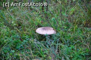 [P09] Ciupercuțe pe pășunile din jurul fostei tabere Valea Minișului » foto by Dragoș_MD
 - 
<span class="allrVoted glyphicon glyphicon-heart hidden" id="av1197525"></span>
<a class="m-l-10 hidden" id="sv1197525" onclick="voting_Foto_DelVot(,1197525,17936)" role="button">șterge vot <span class="glyphicon glyphicon-remove"></span></a>
<a id="v91197525" class=" c-red"  onclick="voting_Foto_SetVot(1197525)" role="button"><span class="glyphicon glyphicon-heart-empty"></span> <b>LIKE</b> = Votează poza</a> <img class="hidden"  id="f1197525W9" src="/imagini/loader.gif" border="0" /><span class="AjErrMes hidden" id="e1197525ErM"></span>