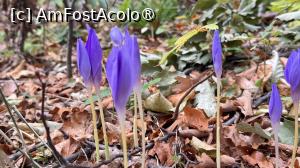 [P08] Brândușe de toamna » foto by Mika
 - 
<span class="allrVoted glyphicon glyphicon-heart hidden" id="av1509287"></span>
<a class="m-l-10 hidden" id="sv1509287" onclick="voting_Foto_DelVot(,1509287,17992)" role="button">șterge vot <span class="glyphicon glyphicon-remove"></span></a>
<a id="v91509287" class=" c-red"  onclick="voting_Foto_SetVot(1509287)" role="button"><span class="glyphicon glyphicon-heart-empty"></span> <b>LIKE</b> = Votează poza</a> <img class="hidden"  id="f1509287W9" src="/imagini/loader.gif" border="0" /><span class="AjErrMes hidden" id="e1509287ErM"></span>