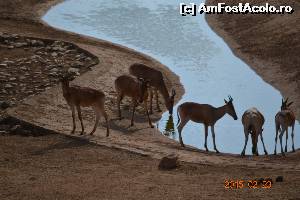 [P17] Antilope la adapat - chiar sub geamul nostru » foto by Kyandra
 - 
<span class="allrVoted glyphicon glyphicon-heart hidden" id="av601592"></span>
<a class="m-l-10 hidden" id="sv601592" onclick="voting_Foto_DelVot(,601592,17996)" role="button">șterge vot <span class="glyphicon glyphicon-remove"></span></a>
<a id="v9601592" class=" c-red"  onclick="voting_Foto_SetVot(601592)" role="button"><span class="glyphicon glyphicon-heart-empty"></span> <b>LIKE</b> = Votează poza</a> <img class="hidden"  id="f601592W9" src="/imagini/loader.gif" border="0" /><span class="AjErrMes hidden" id="e601592ErM"></span>