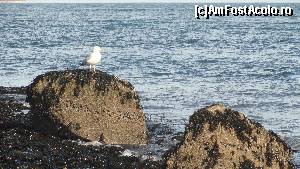[P92] Anglesey: peisaj de coasta » foto by zuftim
 - 
<span class="allrVoted glyphicon glyphicon-heart hidden" id="av591386"></span>
<a class="m-l-10 hidden" id="sv591386" onclick="voting_Foto_DelVot(,591386,17998)" role="button">șterge vot <span class="glyphicon glyphicon-remove"></span></a>
<a id="v9591386" class=" c-red"  onclick="voting_Foto_SetVot(591386)" role="button"><span class="glyphicon glyphicon-heart-empty"></span> <b>LIKE</b> = Votează poza</a> <img class="hidden"  id="f591386W9" src="/imagini/loader.gif" border="0" /><span class="AjErrMes hidden" id="e591386ErM"></span>