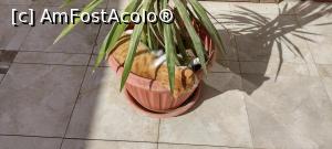 [P54] Marele ,,Faraon” isi face siesta de dimineata. » foto by ovidiuyepi
 - 
<span class="allrVoted glyphicon glyphicon-heart hidden" id="av1358189"></span>
<a class="m-l-10 hidden" id="sv1358189" onclick="voting_Foto_DelVot(,1358189,18013)" role="button">șterge vot <span class="glyphicon glyphicon-remove"></span></a>
<a id="v91358189" class=" c-red"  onclick="voting_Foto_SetVot(1358189)" role="button"><span class="glyphicon glyphicon-heart-empty"></span> <b>LIKE</b> = Votează poza</a> <img class="hidden"  id="f1358189W9" src="/imagini/loader.gif" border="0" /><span class="AjErrMes hidden" id="e1358189ErM"></span>
