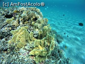 [P10] VIVAT SNORKELING ! » foto by elenaadina
 - 
<span class="allrVoted glyphicon glyphicon-heart hidden" id="av1263260"></span>
<a class="m-l-10 hidden" id="sv1263260" onclick="voting_Foto_DelVot(,1263260,18031)" role="button">șterge vot <span class="glyphicon glyphicon-remove"></span></a>
<a id="v91263260" class=" c-red"  onclick="voting_Foto_SetVot(1263260)" role="button"><span class="glyphicon glyphicon-heart-empty"></span> <b>LIKE</b> = Votează poza</a> <img class="hidden"  id="f1263260W9" src="/imagini/loader.gif" border="0" /><span class="AjErrMes hidden" id="e1263260ErM"></span>