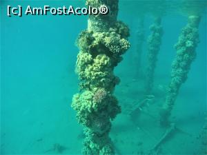 [P12] VIVAT  SNORKELING ! » foto by elenaadina
 - 
<span class="allrVoted glyphicon glyphicon-heart hidden" id="av1263262"></span>
<a class="m-l-10 hidden" id="sv1263262" onclick="voting_Foto_DelVot(,1263262,18031)" role="button">șterge vot <span class="glyphicon glyphicon-remove"></span></a>
<a id="v91263262" class=" c-red"  onclick="voting_Foto_SetVot(1263262)" role="button"><span class="glyphicon glyphicon-heart-empty"></span> <b>LIKE</b> = Votează poza</a> <img class="hidden"  id="f1263262W9" src="/imagini/loader.gif" border="0" /><span class="AjErrMes hidden" id="e1263262ErM"></span>