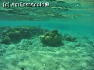 [P15] VIVAT  SNORKELING ! » foto by elenaadina
 - 
<span class="allrVoted glyphicon glyphicon-heart hidden" id="av1263265"></span>
<a class="m-l-10 hidden" id="sv1263265" onclick="voting_Foto_DelVot(,1263265,18031)" role="button">șterge vot <span class="glyphicon glyphicon-remove"></span></a>
<a id="v91263265" class=" c-red"  onclick="voting_Foto_SetVot(1263265)" role="button"><span class="glyphicon glyphicon-heart-empty"></span> <b>LIKE</b> = Votează poza</a> <img class="hidden"  id="f1263265W9" src="/imagini/loader.gif" border="0" /><span class="AjErrMes hidden" id="e1263265ErM"></span>