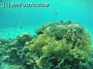 [P17] VIVAT  SNORKELING ! » foto by elenaadina
 - 
<span class="allrVoted glyphicon glyphicon-heart hidden" id="av1263267"></span>
<a class="m-l-10 hidden" id="sv1263267" onclick="voting_Foto_DelVot(,1263267,18031)" role="button">șterge vot <span class="glyphicon glyphicon-remove"></span></a>
<a id="v91263267" class=" c-red"  onclick="voting_Foto_SetVot(1263267)" role="button"><span class="glyphicon glyphicon-heart-empty"></span> <b>LIKE</b> = Votează poza</a> <img class="hidden"  id="f1263267W9" src="/imagini/loader.gif" border="0" /><span class="AjErrMes hidden" id="e1263267ErM"></span>