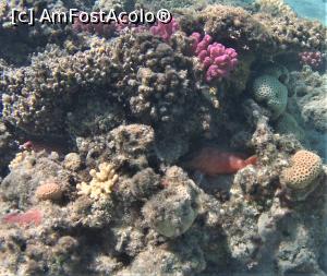 [P18] VIVAT  SNORKELING ! » foto by elenaadina
 - 
<span class="allrVoted glyphicon glyphicon-heart hidden" id="av1263268"></span>
<a class="m-l-10 hidden" id="sv1263268" onclick="voting_Foto_DelVot(,1263268,18031)" role="button">șterge vot <span class="glyphicon glyphicon-remove"></span></a>
<a id="v91263268" class=" c-red"  onclick="voting_Foto_SetVot(1263268)" role="button"><span class="glyphicon glyphicon-heart-empty"></span> <b>LIKE</b> = Votează poza</a> <img class="hidden"  id="f1263268W9" src="/imagini/loader.gif" border="0" /><span class="AjErrMes hidden" id="e1263268ErM"></span>