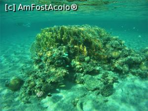 [P02] VIVAT SNORKELING ! » foto by elenaadina
 - 
<span class="allrVoted glyphicon glyphicon-heart hidden" id="av1263252"></span>
<a class="m-l-10 hidden" id="sv1263252" onclick="voting_Foto_DelVot(,1263252,18031)" role="button">șterge vot <span class="glyphicon glyphicon-remove"></span></a>
<a id="v91263252" class=" c-red"  onclick="voting_Foto_SetVot(1263252)" role="button"><span class="glyphicon glyphicon-heart-empty"></span> <b>LIKE</b> = Votează poza</a> <img class="hidden"  id="f1263252W9" src="/imagini/loader.gif" border="0" /><span class="AjErrMes hidden" id="e1263252ErM"></span>