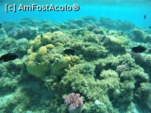 [P04] VIVAT SNORKELING ! » foto by elenaadina
 - 
<span class="allrVoted glyphicon glyphicon-heart hidden" id="av1263254"></span>
<a class="m-l-10 hidden" id="sv1263254" onclick="voting_Foto_DelVot(,1263254,18031)" role="button">șterge vot <span class="glyphicon glyphicon-remove"></span></a>
<a id="v91263254" class=" c-red"  onclick="voting_Foto_SetVot(1263254)" role="button"><span class="glyphicon glyphicon-heart-empty"></span> <b>LIKE</b> = Votează poza</a> <img class="hidden"  id="f1263254W9" src="/imagini/loader.gif" border="0" /><span class="AjErrMes hidden" id="e1263254ErM"></span>