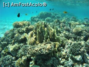 [P05] VIVAT SNORKELING ! » foto by elenaadina
 - 
<span class="allrVoted glyphicon glyphicon-heart hidden" id="av1263255"></span>
<a class="m-l-10 hidden" id="sv1263255" onclick="voting_Foto_DelVot(,1263255,18031)" role="button">șterge vot <span class="glyphicon glyphicon-remove"></span></a>
<a id="v91263255" class=" c-red"  onclick="voting_Foto_SetVot(1263255)" role="button"><span class="glyphicon glyphicon-heart-empty"></span> <b>LIKE</b> = Votează poza</a> <img class="hidden"  id="f1263255W9" src="/imagini/loader.gif" border="0" /><span class="AjErrMes hidden" id="e1263255ErM"></span>