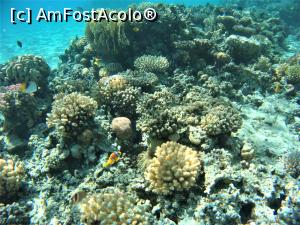 [P06] VIVAT SNORKELING ! » foto by elenaadina
 - 
<span class="allrVoted glyphicon glyphicon-heart hidden" id="av1263256"></span>
<a class="m-l-10 hidden" id="sv1263256" onclick="voting_Foto_DelVot(,1263256,18031)" role="button">șterge vot <span class="glyphicon glyphicon-remove"></span></a>
<a id="v91263256" class=" c-red"  onclick="voting_Foto_SetVot(1263256)" role="button"><span class="glyphicon glyphicon-heart-empty"></span> <b>LIKE</b> = Votează poza</a> <img class="hidden"  id="f1263256W9" src="/imagini/loader.gif" border="0" /><span class="AjErrMes hidden" id="e1263256ErM"></span>