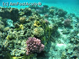 [P07] VIVAT SNORKELING ! » foto by elenaadina
 - 
<span class="allrVoted glyphicon glyphicon-heart hidden" id="av1263257"></span>
<a class="m-l-10 hidden" id="sv1263257" onclick="voting_Foto_DelVot(,1263257,18031)" role="button">șterge vot <span class="glyphicon glyphicon-remove"></span></a>
<a id="v91263257" class=" c-red"  onclick="voting_Foto_SetVot(1263257)" role="button"><span class="glyphicon glyphicon-heart-empty"></span> <b>LIKE</b> = Votează poza</a> <img class="hidden"  id="f1263257W9" src="/imagini/loader.gif" border="0" /><span class="AjErrMes hidden" id="e1263257ErM"></span>