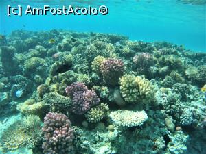[P08] VIVAT SNORKELING ! » foto by elenaadina
 - 
<span class="allrVoted glyphicon glyphicon-heart hidden" id="av1263258"></span>
<a class="m-l-10 hidden" id="sv1263258" onclick="voting_Foto_DelVot(,1263258,18031)" role="button">șterge vot <span class="glyphicon glyphicon-remove"></span></a>
<a id="v91263258" class=" c-red"  onclick="voting_Foto_SetVot(1263258)" role="button"><span class="glyphicon glyphicon-heart-empty"></span> <b>LIKE</b> = Votează poza</a> <img class="hidden"  id="f1263258W9" src="/imagini/loader.gif" border="0" /><span class="AjErrMes hidden" id="e1263258ErM"></span>