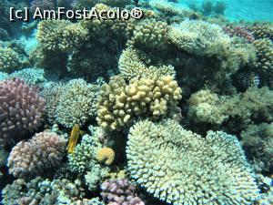 [P09] VIVAT SNORKELING ! » foto by elenaadina
 - 
<span class="allrVoted glyphicon glyphicon-heart hidden" id="av1263259"></span>
<a class="m-l-10 hidden" id="sv1263259" onclick="voting_Foto_DelVot(,1263259,18031)" role="button">șterge vot <span class="glyphicon glyphicon-remove"></span></a>
<a id="v91263259" class=" c-red"  onclick="voting_Foto_SetVot(1263259)" role="button"><span class="glyphicon glyphicon-heart-empty"></span> <b>LIKE</b> = Votează poza</a> <img class="hidden"  id="f1263259W9" src="/imagini/loader.gif" border="0" /><span class="AjErrMes hidden" id="e1263259ErM"></span>