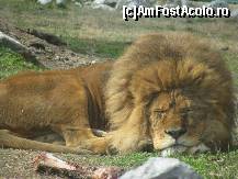 [P16] era si un cantec - the lion sleeps tonigt.. » foto by cristi_an3000
 - 
<span class="allrVoted glyphicon glyphicon-heart hidden" id="av60127"></span>
<a class="m-l-10 hidden" id="sv60127" onclick="voting_Foto_DelVot(,60127,18083)" role="button">șterge vot <span class="glyphicon glyphicon-remove"></span></a>
<a id="v960127" class=" c-red"  onclick="voting_Foto_SetVot(60127)" role="button"><span class="glyphicon glyphicon-heart-empty"></span> <b>LIKE</b> = Votează poza</a> <img class="hidden"  id="f60127W9" src="/imagini/loader.gif" border="0" /><span class="AjErrMes hidden" id="e60127ErM"></span>