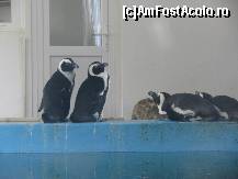 [P02] niste pinguini cam plictisiti » foto by cristi_an3000
 - 
<span class="allrVoted glyphicon glyphicon-heart hidden" id="av60111"></span>
<a class="m-l-10 hidden" id="sv60111" onclick="voting_Foto_DelVot(,60111,18083)" role="button">șterge vot <span class="glyphicon glyphicon-remove"></span></a>
<a id="v960111" class=" c-red"  onclick="voting_Foto_SetVot(60111)" role="button"><span class="glyphicon glyphicon-heart-empty"></span> <b>LIKE</b> = Votează poza</a> <img class="hidden"  id="f60111W9" src="/imagini/loader.gif" border="0" /><span class="AjErrMes hidden" id="e60111ErM"></span>
