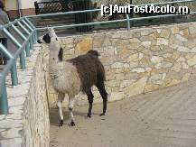 [P24] cu doamna a trebuit sa fim foarte atenti - am pastrat distanta deoarece ne era frica de celebrul sau scuipat. » foto by cristi_an3000
 - 
<span class="allrVoted glyphicon glyphicon-heart hidden" id="av60138"></span>
<a class="m-l-10 hidden" id="sv60138" onclick="voting_Foto_DelVot(,60138,18083)" role="button">șterge vot <span class="glyphicon glyphicon-remove"></span></a>
<a id="v960138" class=" c-red"  onclick="voting_Foto_SetVot(60138)" role="button"><span class="glyphicon glyphicon-heart-empty"></span> <b>LIKE</b> = Votează poza</a> <img class="hidden"  id="f60138W9" src="/imagini/loader.gif" border="0" /><span class="AjErrMes hidden" id="e60138ErM"></span>
