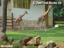 [P15] Zoo Debrecen - Girafele, graţioase, seducătoare chiar. » foto by creivean
 - 
<span class="allrVoted glyphicon glyphicon-heart hidden" id="av99414"></span>
<a class="m-l-10 hidden" id="sv99414" onclick="voting_Foto_DelVot(,99414,18083)" role="button">șterge vot <span class="glyphicon glyphicon-remove"></span></a>
<a id="v999414" class=" c-red"  onclick="voting_Foto_SetVot(99414)" role="button"><span class="glyphicon glyphicon-heart-empty"></span> <b>LIKE</b> = Votează poza</a> <img class="hidden"  id="f99414W9" src="/imagini/loader.gif" border="0" /><span class="AjErrMes hidden" id="e99414ErM"></span>