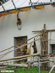 [P19] Zoo Debrecen - Gibonii, foarte jucăuşi, prin jungla lor artificială. » foto by creivean
 - 
<span class="allrVoted glyphicon glyphicon-heart hidden" id="av99420"></span>
<a class="m-l-10 hidden" id="sv99420" onclick="voting_Foto_DelVot(,99420,18083)" role="button">șterge vot <span class="glyphicon glyphicon-remove"></span></a>
<a id="v999420" class=" c-red"  onclick="voting_Foto_SetVot(99420)" role="button"><span class="glyphicon glyphicon-heart-empty"></span> <b>LIKE</b> = Votează poza</a> <img class="hidden"  id="f99420W9" src="/imagini/loader.gif" border="0" /><span class="AjErrMes hidden" id="e99420ErM"></span>