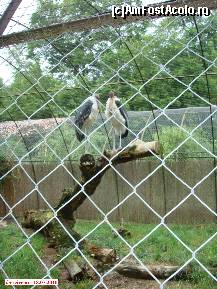 [P41] Zoo Debrecen - Marabu. » foto by creivean
 - 
<span class="allrVoted glyphicon glyphicon-heart hidden" id="av99451"></span>
<a class="m-l-10 hidden" id="sv99451" onclick="voting_Foto_DelVot(,99451,18083)" role="button">șterge vot <span class="glyphicon glyphicon-remove"></span></a>
<a id="v999451" class=" c-red"  onclick="voting_Foto_SetVot(99451)" role="button"><span class="glyphicon glyphicon-heart-empty"></span> <b>LIKE</b> = Votează poza</a> <img class="hidden"  id="f99451W9" src="/imagini/loader.gif" border="0" /><span class="AjErrMes hidden" id="e99451ErM"></span>