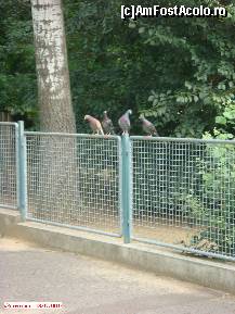 [P51] Zoo Debrecen - porumbei. Nu cred să facă parte din inventarul grădinii zoo :) » foto by creivean
 - 
<span class="allrVoted glyphicon glyphicon-heart hidden" id="av99468"></span>
<a class="m-l-10 hidden" id="sv99468" onclick="voting_Foto_DelVot(,99468,18083)" role="button">șterge vot <span class="glyphicon glyphicon-remove"></span></a>
<a id="v999468" class=" c-red"  onclick="voting_Foto_SetVot(99468)" role="button"><span class="glyphicon glyphicon-heart-empty"></span> <b>LIKE</b> = Votează poza</a> <img class="hidden"  id="f99468W9" src="/imagini/loader.gif" border="0" /><span class="AjErrMes hidden" id="e99468ErM"></span>