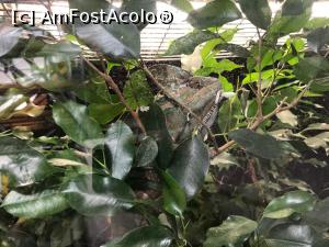 [P25] Ati gasit cameleonul?  » foto by Trank
 - 
<span class="allrVoted glyphicon glyphicon-heart hidden" id="av899323"></span>
<a class="m-l-10 hidden" id="sv899323" onclick="voting_Foto_DelVot(,899323,18083)" role="button">șterge vot <span class="glyphicon glyphicon-remove"></span></a>
<a id="v9899323" class=" c-red"  onclick="voting_Foto_SetVot(899323)" role="button"><span class="glyphicon glyphicon-heart-empty"></span> <b>LIKE</b> = Votează poza</a> <img class="hidden"  id="f899323W9" src="/imagini/loader.gif" border="0" /><span class="AjErrMes hidden" id="e899323ErM"></span>