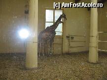 [P13] A fost pentru prima data in viata mea cand am vazut girafe ! » foto by mirelutza
 - 
<span class="allrVoted glyphicon glyphicon-heart hidden" id="av78483"></span>
<a class="m-l-10 hidden" id="sv78483" onclick="voting_Foto_DelVot(,78483,18083)" role="button">șterge vot <span class="glyphicon glyphicon-remove"></span></a>
<a id="v978483" class=" c-red"  onclick="voting_Foto_SetVot(78483)" role="button"><span class="glyphicon glyphicon-heart-empty"></span> <b>LIKE</b> = Votează poza</a> <img class="hidden"  id="f78483W9" src="/imagini/loader.gif" border="0" /><span class="AjErrMes hidden" id="e78483ErM"></span>