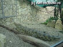 [P18] Crocodilul ' stana de piatra ' ; prima data am avut senzatia ca e din cauciuc ! » foto by mirelutza
 - 
<span class="allrVoted glyphicon glyphicon-heart hidden" id="av78498"></span>
<a class="m-l-10 hidden" id="sv78498" onclick="voting_Foto_DelVot(,78498,18083)" role="button">șterge vot <span class="glyphicon glyphicon-remove"></span></a>
<a id="v978498" class=" c-red"  onclick="voting_Foto_SetVot(78498)" role="button"><span class="glyphicon glyphicon-heart-empty"></span> <b>LIKE</b> = Votează poza</a> <img class="hidden"  id="f78498W9" src="/imagini/loader.gif" border="0" /><span class="AjErrMes hidden" id="e78498ErM"></span>