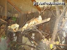 [P19] Iguane ...roz ; asa or fi toate ? » foto by mirelutza
 - 
<span class="allrVoted glyphicon glyphicon-heart hidden" id="av78501"></span>
<a class="m-l-10 hidden" id="sv78501" onclick="voting_Foto_DelVot(,78501,18083)" role="button">șterge vot <span class="glyphicon glyphicon-remove"></span></a>
<a id="v978501" class=" c-red"  onclick="voting_Foto_SetVot(78501)" role="button"><span class="glyphicon glyphicon-heart-empty"></span> <b>LIKE</b> = Votează poza</a> <img class="hidden"  id="f78501W9" src="/imagini/loader.gif" border="0" /><span class="AjErrMes hidden" id="e78501ErM"></span>
