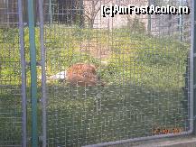 [P12] cam toate animalele dormeau la soare » foto by Alina Morar
 - 
<span class="allrVoted glyphicon glyphicon-heart hidden" id="av201753"></span>
<a class="m-l-10 hidden" id="sv201753" onclick="voting_Foto_DelVot(,201753,18083)" role="button">șterge vot <span class="glyphicon glyphicon-remove"></span></a>
<a id="v9201753" class=" c-red"  onclick="voting_Foto_SetVot(201753)" role="button"><span class="glyphicon glyphicon-heart-empty"></span> <b>LIKE</b> = Votează poza</a> <img class="hidden"  id="f201753W9" src="/imagini/loader.gif" border="0" /><span class="AjErrMes hidden" id="e201753ErM"></span>