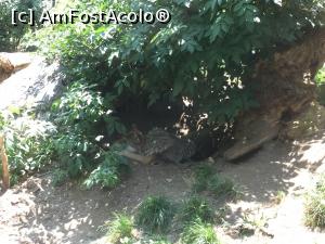 [P14] ALPENZOO - Si lupul retras la umbra » foto by mishu
 - 
<span class="allrVoted glyphicon glyphicon-heart hidden" id="av1006290"></span>
<a class="m-l-10 hidden" id="sv1006290" onclick="voting_Foto_DelVot(,1006290,18084)" role="button">șterge vot <span class="glyphicon glyphicon-remove"></span></a>
<a id="v91006290" class=" c-red"  onclick="voting_Foto_SetVot(1006290)" role="button"><span class="glyphicon glyphicon-heart-empty"></span> <b>LIKE</b> = Votează poza</a> <img class="hidden"  id="f1006290W9" src="/imagini/loader.gif" border="0" /><span class="AjErrMes hidden" id="e1006290ErM"></span>