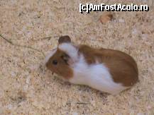 [P26] porcusor de guineea » foto by D@vid
 - 
<span class="allrVoted glyphicon glyphicon-heart hidden" id="av95851"></span>
<a class="m-l-10 hidden" id="sv95851" onclick="voting_Foto_DelVot(,95851,18089)" role="button">șterge vot <span class="glyphicon glyphicon-remove"></span></a>
<a id="v995851" class=" c-red"  onclick="voting_Foto_SetVot(95851)" role="button"><span class="glyphicon glyphicon-heart-empty"></span> <b>LIKE</b> = Votează poza</a> <img class="hidden"  id="f95851W9" src="/imagini/loader.gif" border="0" /><span class="AjErrMes hidden" id="e95851ErM"></span>